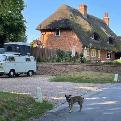 Camping mit Hund/en-Beitrag-Bild