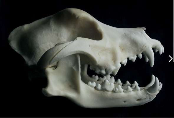 Qualzucht - Warum Aufklärung alleine nicht reicht-Beitrag-Bild