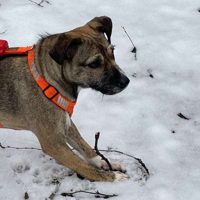 Wie sitzt mein Geschirr?-Beitrag-Bild