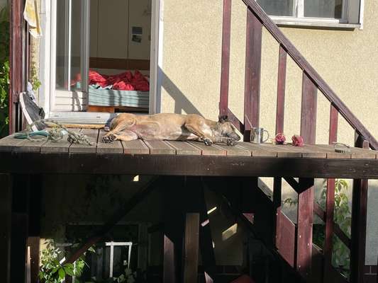 TierschutzhundeStammtisch🐕-Beitrag-Bild