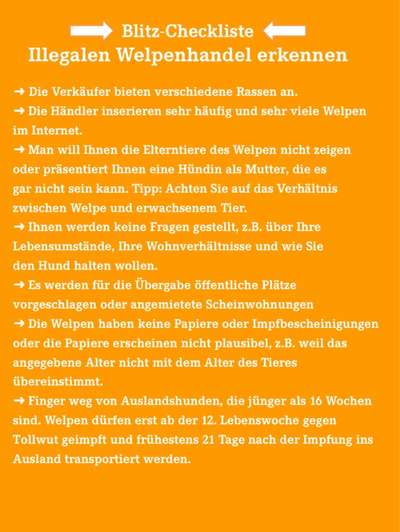 Immer mehr verhaltenauffällige Hunde-Beitrag-Bild