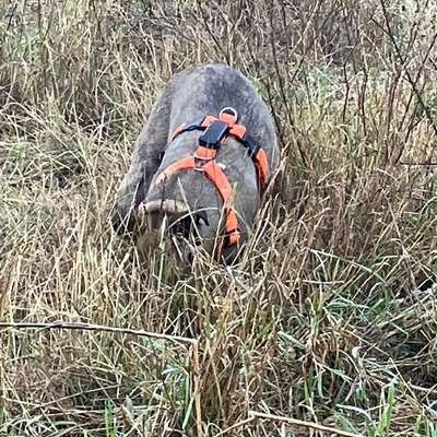 "Wege zur Freundschaft" (Ulli Reichmann)-Beitrag-Bild