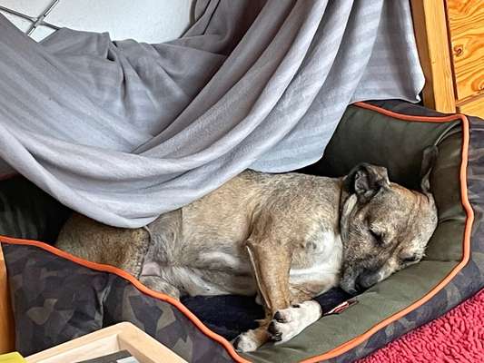 TierschutzhundeStammtisch🐕-Beitrag-Bild