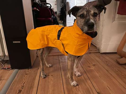 Regenmantel für den Hund (nötig?/Empfehlungen)-Beitrag-Bild
