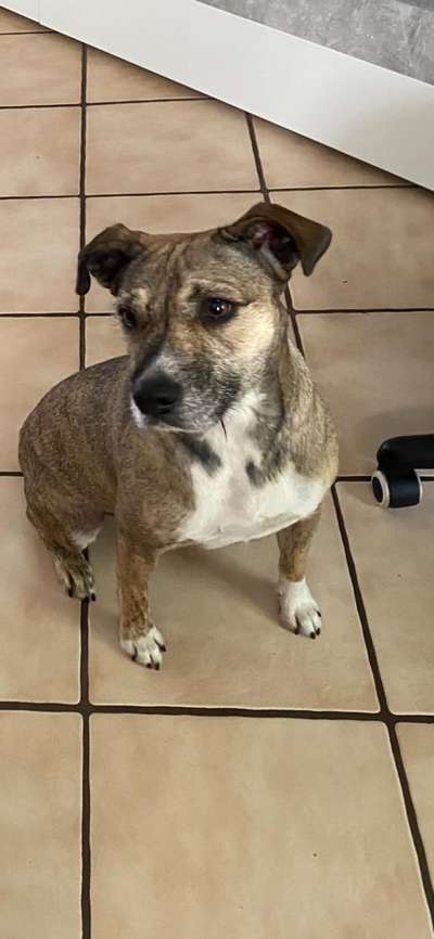 TierschutzhundeStammtisch🐕-Beitrag-Bild