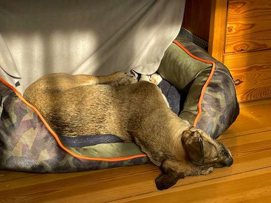 TierschutzhundeStammtisch🐕-Beitrag-Bild