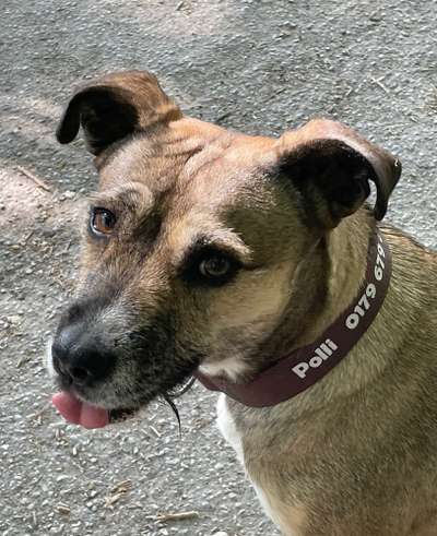 Welches Halsband trägt dein Hund und warum dieses?-Beitrag-Bild