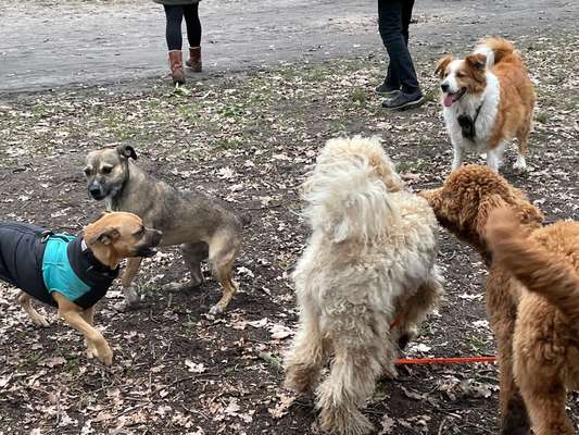 Kommunikation unter "Hundefreunden"-Beitrag-Bild