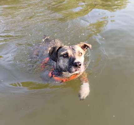 Fotowettbewerb: Wasserratte-Beitrag-Bild