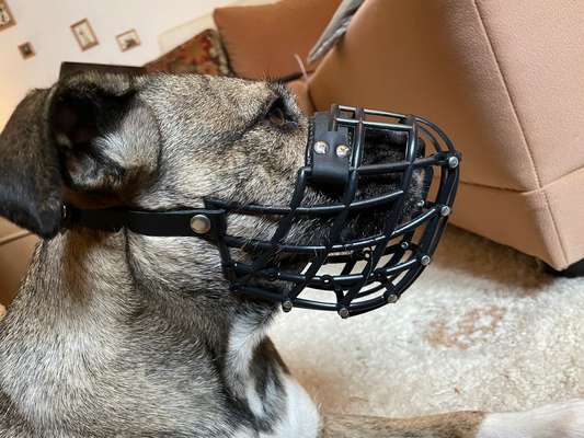 Wie sitzt mein Maulkorb / Maulkorb-Beratung-Beitrag-Bild