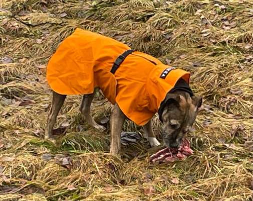 TierschutzhundeStammtisch🐕-Beitrag-Bild