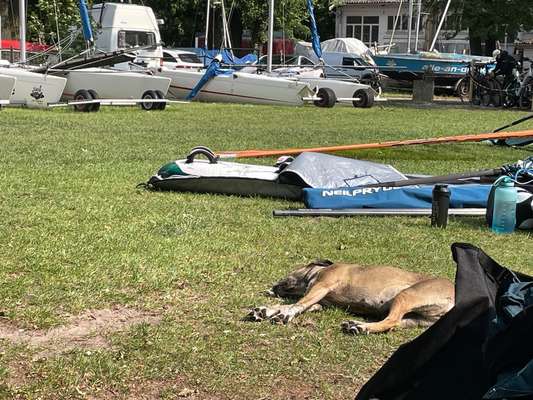 Hund in der Sonne-Beitrag-Bild