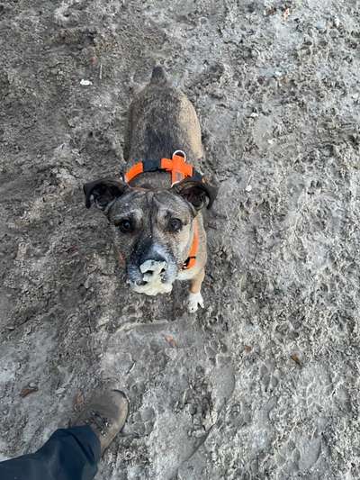 TierschutzhundeStammtisch🐕-Beitrag-Bild