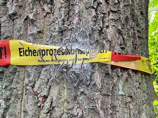 ⚠️🐛 Eichenprozessionsspinner – echte Gefahr für Hunde oder unnötige Panikmache?-Beitrag-Bild