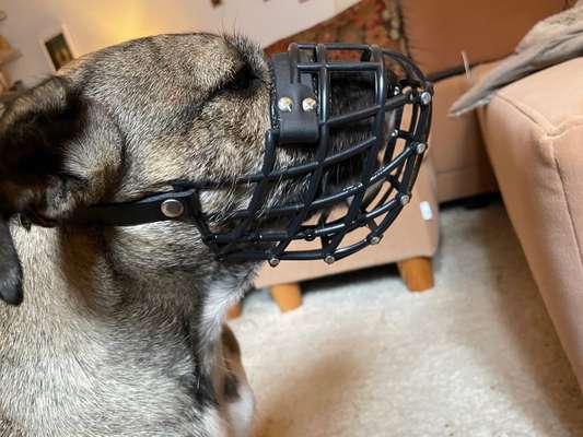 Wie sitzt mein Maulkorb / Maulkorb-Beratung-Beitrag-Bild