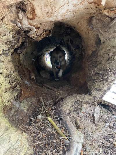 TierschutzhundeStammtisch🐕-Beitrag-Bild