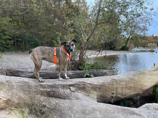 Futter wieviel-Beitrag-Bild