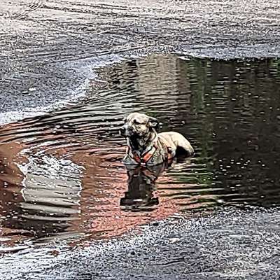 Mit oder ohne Unterfell?-Beitrag-Bild