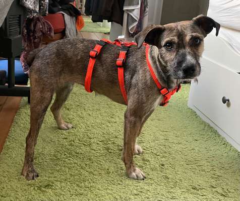 Der Gewichts-Thread-Beitrag-Bild