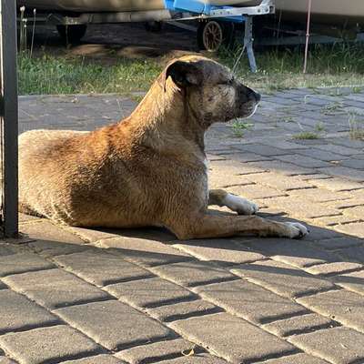Warum sind meine Hunde bei Hitze so?-Beitrag-Bild