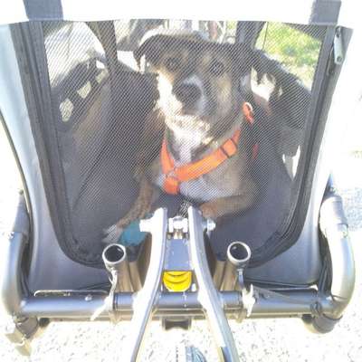 Fahrradanhänger für einen mittelgroßen Hund-Beitrag-Bild