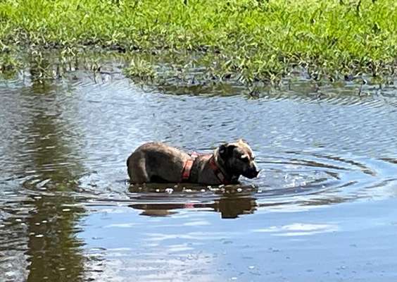 Hund an Wasser gewöhnen-Beitrag-Bild