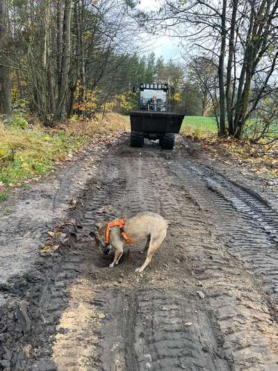 TierschutzhundeStammtisch🐕-Beitrag-Bild