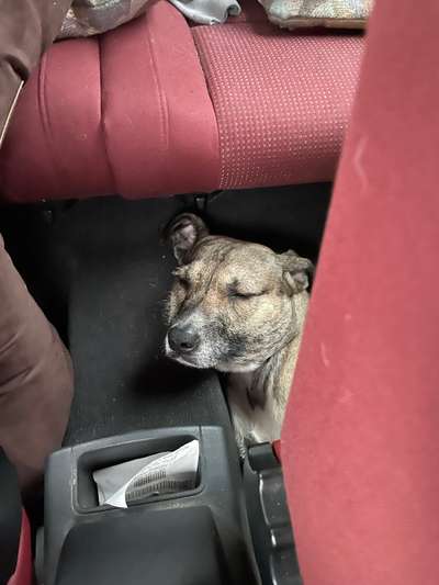 Welches Auto mit welchem Hund-Beitrag-Bild