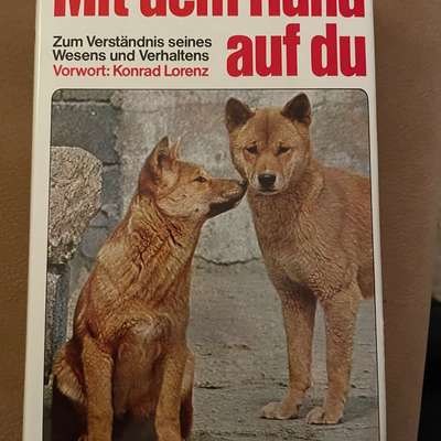 Stress bei Hunden durch Vermenschlichung?-Beitrag-Bild