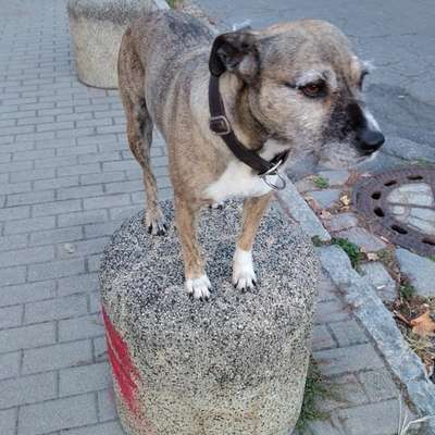 Bauchweh - Hund mag weder fressen noch trinken-Beitrag-Bild
