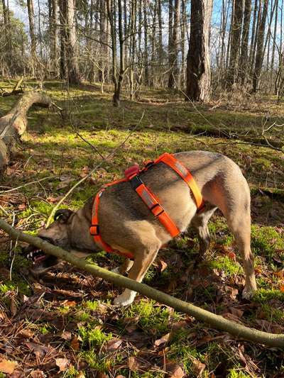 TierschutzhundeStammtisch🐕-Beitrag-Bild
