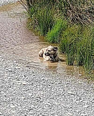 TierschutzhundeStammtisch🐕-Beitrag-Bild