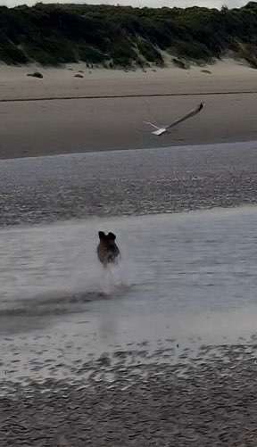 Gaga Hund am Meer-Beitrag-Bild