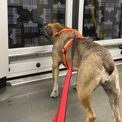 Hund an das Bahnfahren gewöhnen – eure Erfahrungen?-Beitrag-Bild