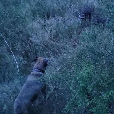 Habt ihr Angst vor dem Wolf?-Beitrag-Bild