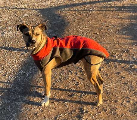 TierschutzhundeStammtisch🐕-Beitrag-Bild