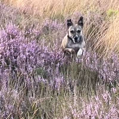 Was hat euch heute mit eurem Hund gefreut?-Beitrag-Bild