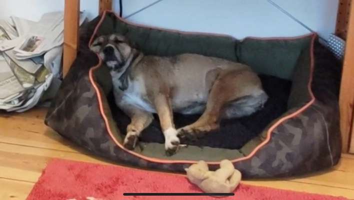 TierschutzhundeStammtisch🐕-Beitrag-Bild