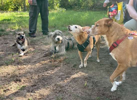 TierschutzhundeStammtisch🐕-Beitrag-Bild