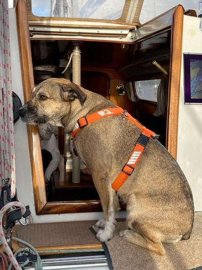 TierschutzhundeStammtisch🐕-Beitrag-Bild