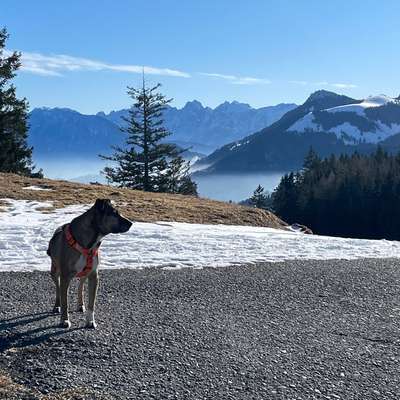 Bergwandern mit Hund-Beitrag-Bild