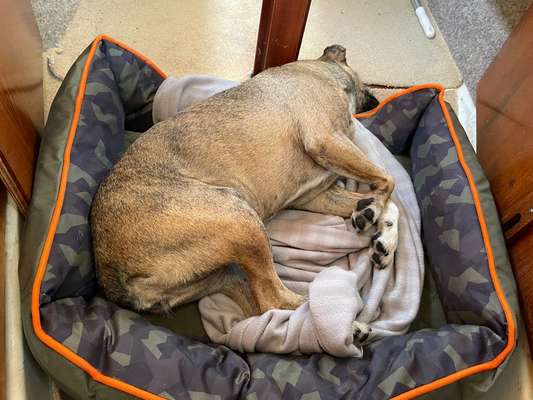 TierschutzhundeStammtisch🐕-Beitrag-Bild