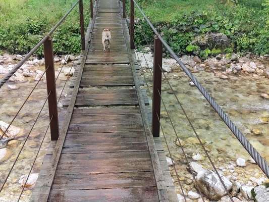 Slowenien mit Hund-Beitrag-Bild