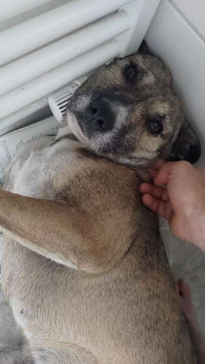 TierschutzhundeStammtisch🐕-Beitrag-Bild