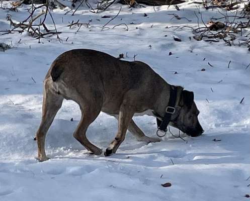 TierschutzhundeStammtisch🐕-Beitrag-Bild