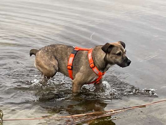 Geschirr für schlanken Hund mit langem Rücken-Beitrag-Bild