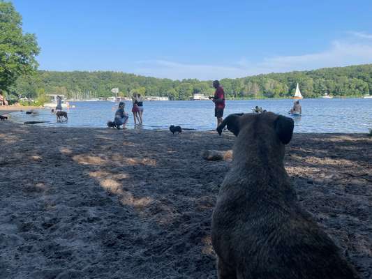 TierschutzhundeStammtisch🐕-Beitrag-Bild