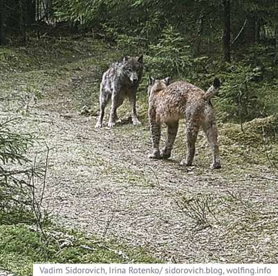 Wolfsbegegnung-Beitrag-Bild