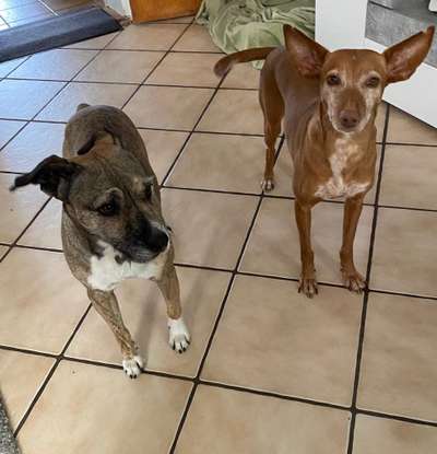 TierschutzhundeStammtisch🐕-Beitrag-Bild