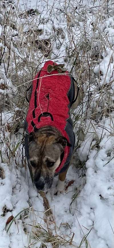 Geschirr über Regenmantel/Wintermantel-Beitrag-Bild